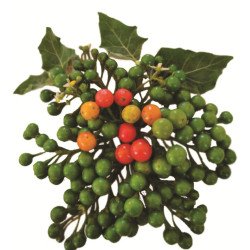 Gnangnan