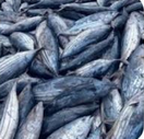 1 pcs Whole Thon salé (Salt Tuna)