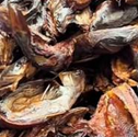 Cat Fish (Poisson Machoiron)