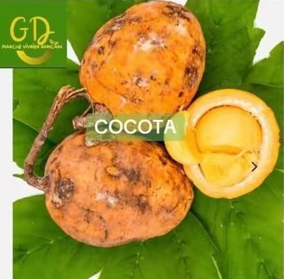Cocota